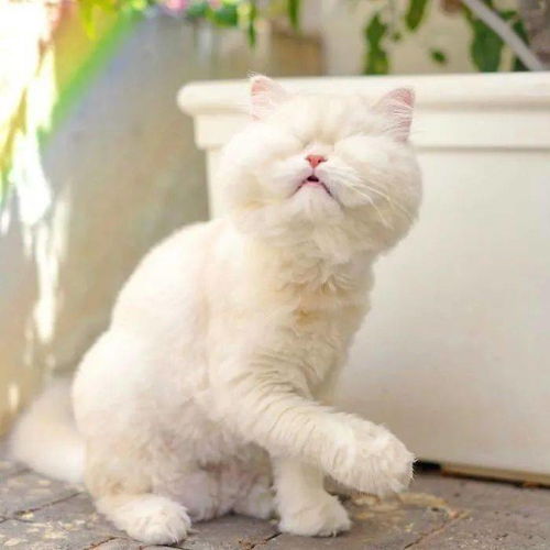 白猫生活的样子